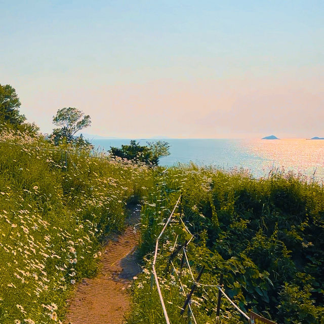 🌊 이번 주 꼭 가야 할 꽃면서, 바다와 샤스타데이지를 한 눈에🌼 부안 변산마실길