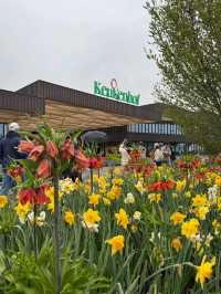 Keukenhof Gardens – The Netherlands in Full Bloom