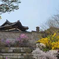 Pretty blooms at Changgyeonggung Palace