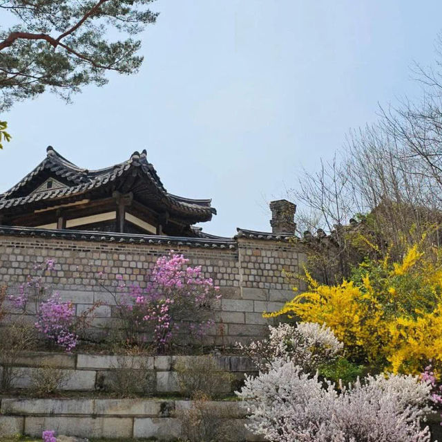 Pretty blooms at Changgyeonggung Palace