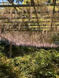 岡山｜在紫藤季再訪阿智神社 賞阿智大藤與抽彩色籤