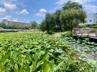 深圳萬豐湖濕地公園✨🌴城市中的自然綠洲🏞️