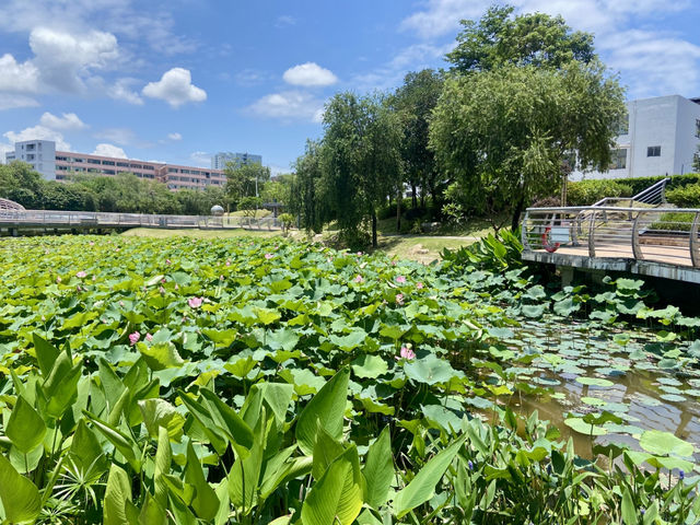 深圳萬豐湖濕地公園✨🌴城市中的自然綠洲🏞️