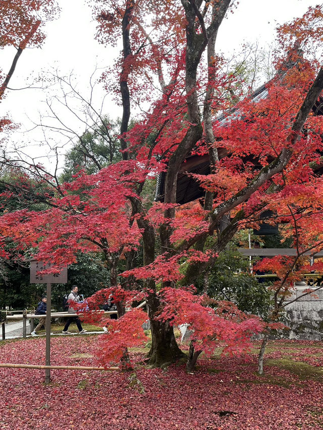 🏯【京都 北山】水面にきらめく、静寂の金色。「金閣寺」で心をととのえる旅🌿✨ 