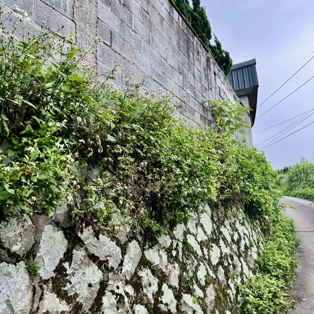 陽明山山豬湖山走走