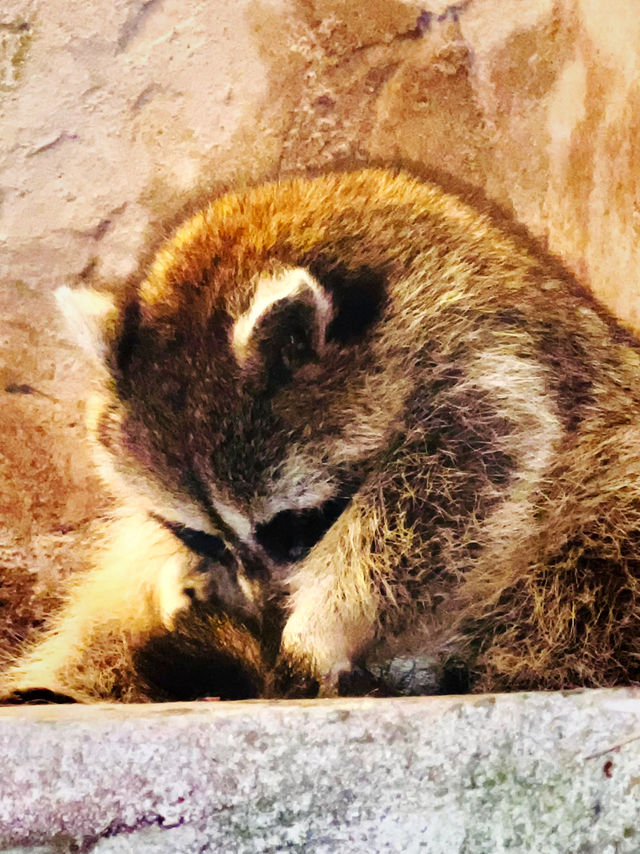 Whiskers & Wonders: The Enchanting Petting Zoo at Lost World of Tambun 