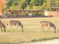 2025全新開幕🦒清遠長隆森林王國，遇見非洲