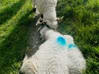 Zermatt Blacknose Sheep – The Cutest Locals in the Alps