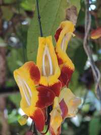 Yercaud Botanical Garden