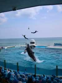 鴨川シーワールドで心がほどける旅