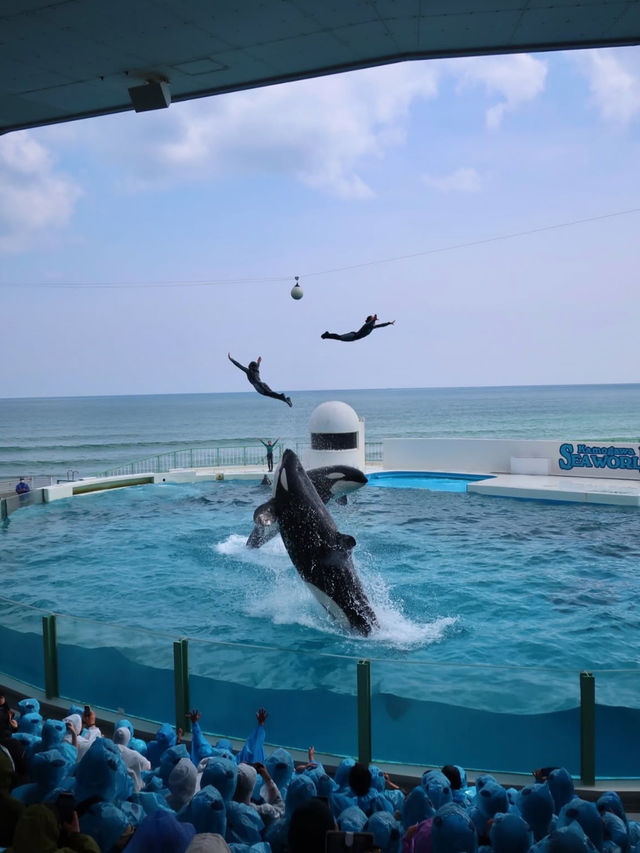 鴨川シーワールドで心がほどける旅