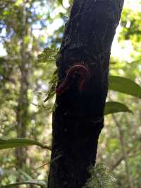 【Mulu Adventure：走进砂拉越的奇幻之境】 🌏⛰️🦇🌿