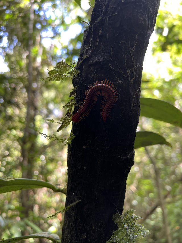 【Mulu Adventure：走进砂拉越的奇幻之境】 🌏⛰️🦇🌿