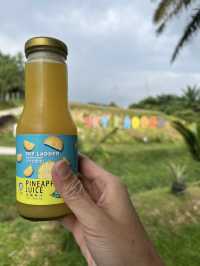 Sky Ladder Pineapple Farm, A Sweet Slice of Agro-Tourism in Port Dickson