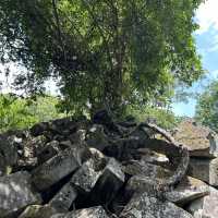 【ラピュタの世界🪐】ベンメリア遺跡で出会った崩れゆく美しさ🌿 