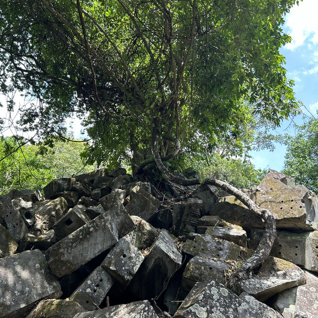 【ラピュタの世界🪐】ベンメリア遺跡で出会った崩れゆく美しさ🌿 