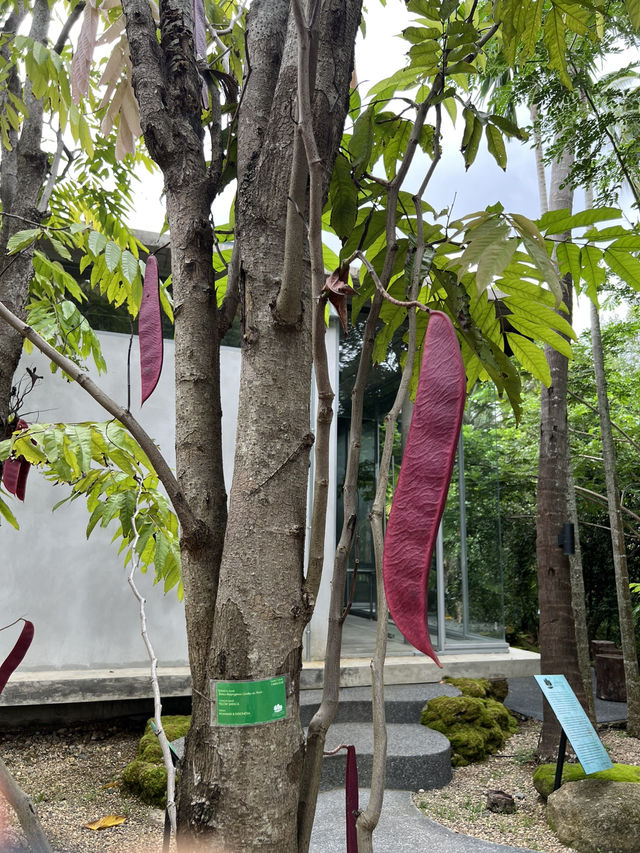 Spending a day with gigantic trees 