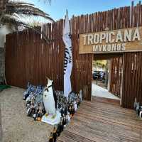 Tropicana Beach Bar, Mykonos