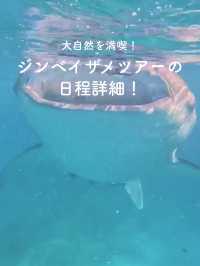 【こんなに近くに？👀】セブ島の大迫力ツアー🦈✨