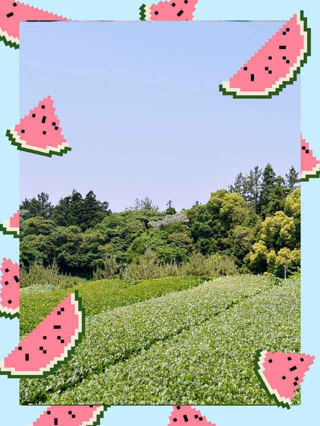  제주도에서 오설록 티뮤지엄과 뚱보아저씨(갈치구이 맛집)를 함께 즐기는 여행 루트를 소개