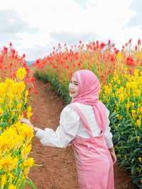 ไร่คุณอารียา (Ariya Flower Farm)
