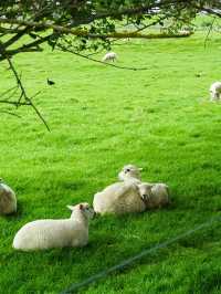 ไปหาน้องแกะที่ Ambury Farm Regional Park📍🐑