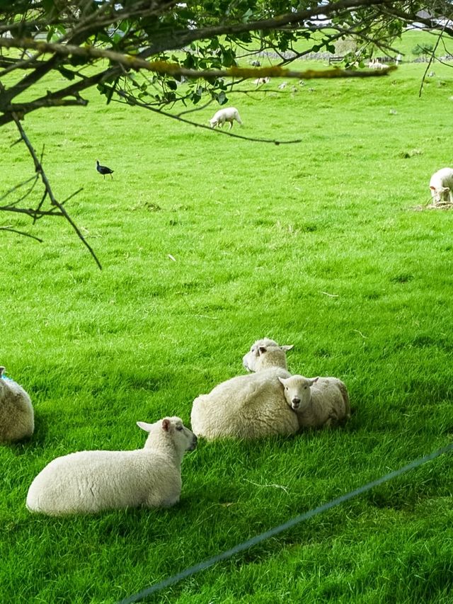 ไปหาน้องแกะที่ Ambury Farm Regional Park📍🐑