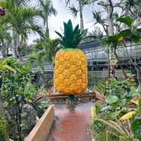 【️沖縄】 ナゴパイナップルパーク🍍