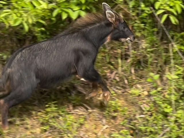 到泰国秋兰湖感受钓鱼天堂和野生动物天堂的魅力
