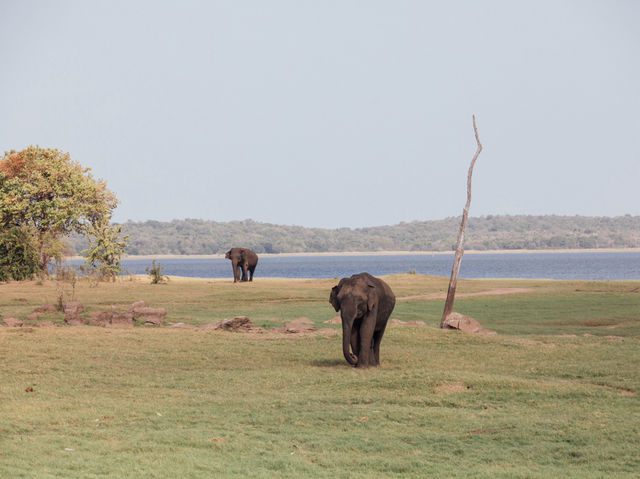 Habarana Elephant Safari