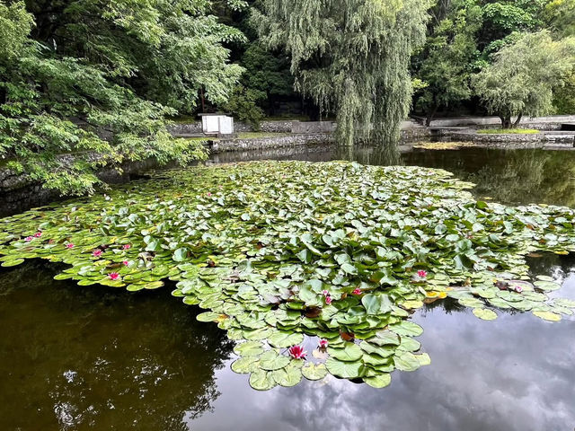 📸 Hidden Gem in Dali – Three Pagodas Reflection Park (三塔倒影公园)