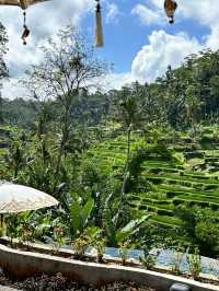 🇮🇩峇里島｜Tis Cafe解鎖德哥拉朗梯田的最舒服方式