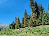 Pastoral Melody: A Serendipitous Horseback Adventure