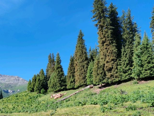 Pastoral Melody: A Serendipitous Horseback Adventure