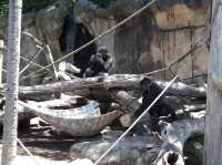 🐨 Taronga Zoo Sydney สวนสัตว์ที่วิวดีที่สุดในโลก!
