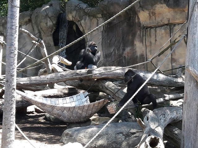 🐨 Taronga Zoo Sydney สวนสัตว์ที่วิวดีที่สุดในโลก!
