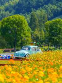 Jingshan Flower Sea｜A Blooming Escape Near Hangzhou 🌼🌿