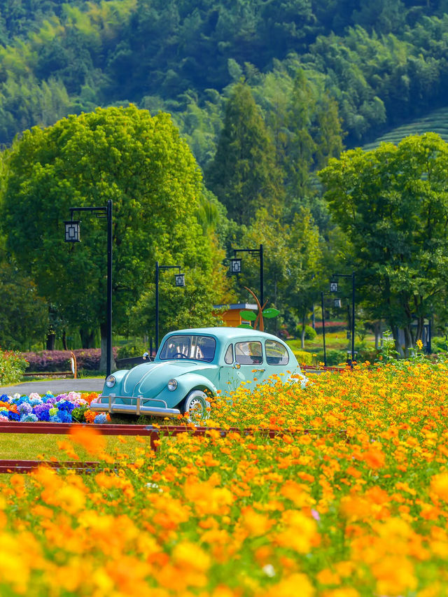 Jingshan Flower Sea｜A Blooming Escape Near Hangzhou 🌼🌿