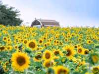 Anseong Farmland