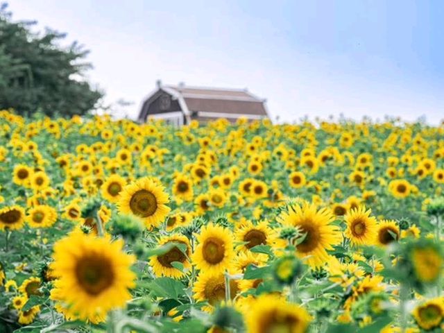 Anseong Farmland