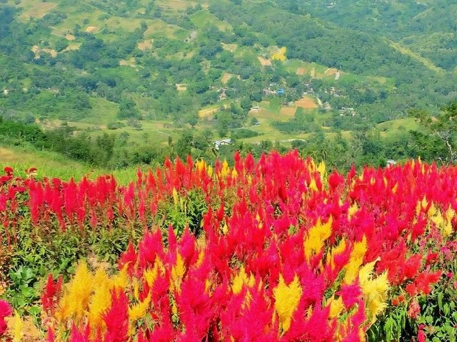 Sirao Flower Farm – A Colorful Escape in Cebu