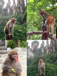 🏔️ Tianmen Mountain Travel Guide