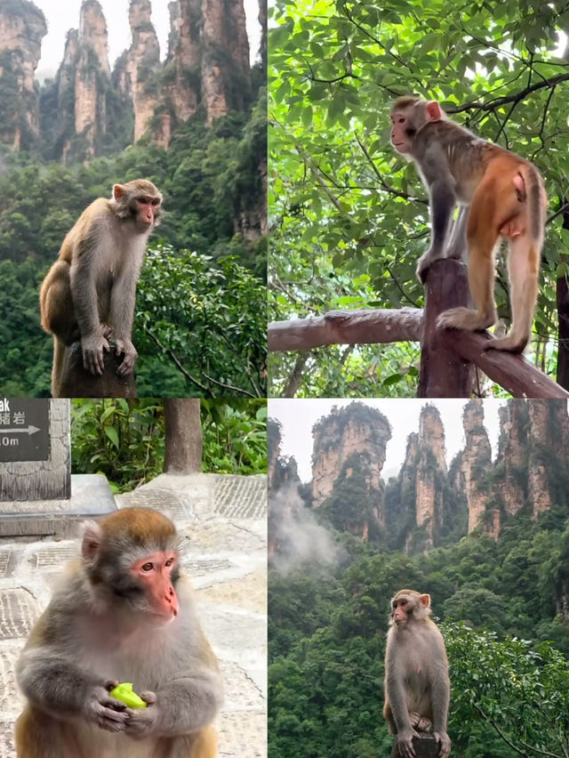🏔️ Tianmen Mountain Travel Guide