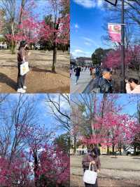 3 พิกัดดูซากุระบานที่ Ueno 🌸