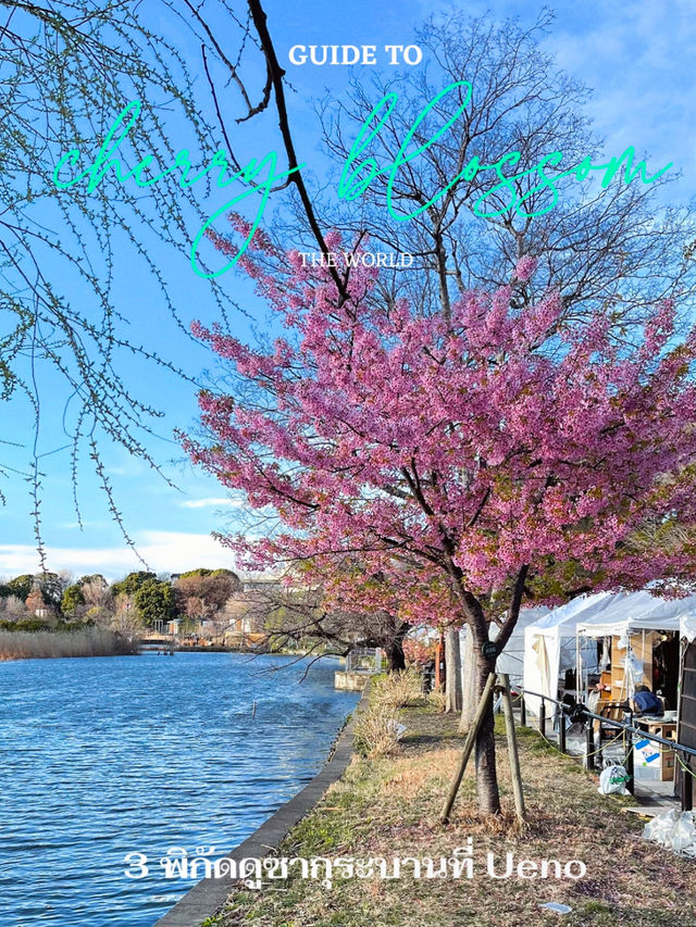 3 พิกัดดูซากุระบานที่ Ueno 🌸