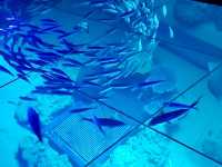 沖繩🇯🇵 DMM Kariyushi水族館