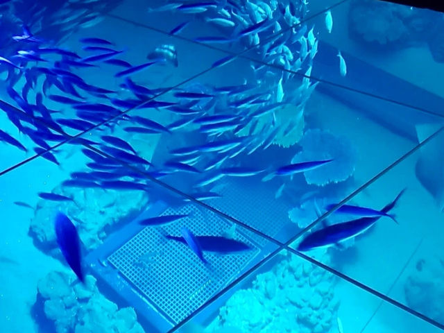 沖繩🇯🇵 DMM Kariyushi水族館
