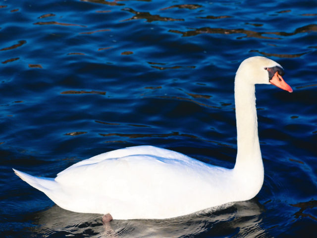 Swan Lake ที่ Lake Yamanakako