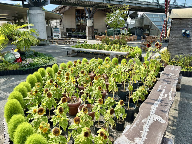 鳥取花迴廊西館（向日葵迎賓大道）