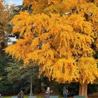 🌟 Where to Find Paris’s Giant Ginkgo Tree